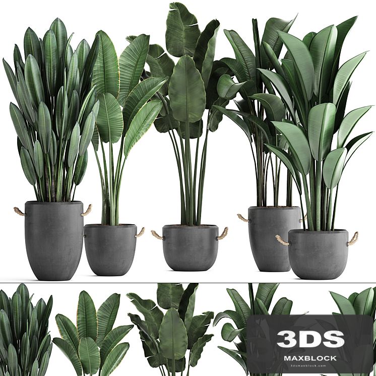 Collection of beautiful plants for the corner with banana palm in black modern concrete pots with Strelitzia, ravenala. Set 419.