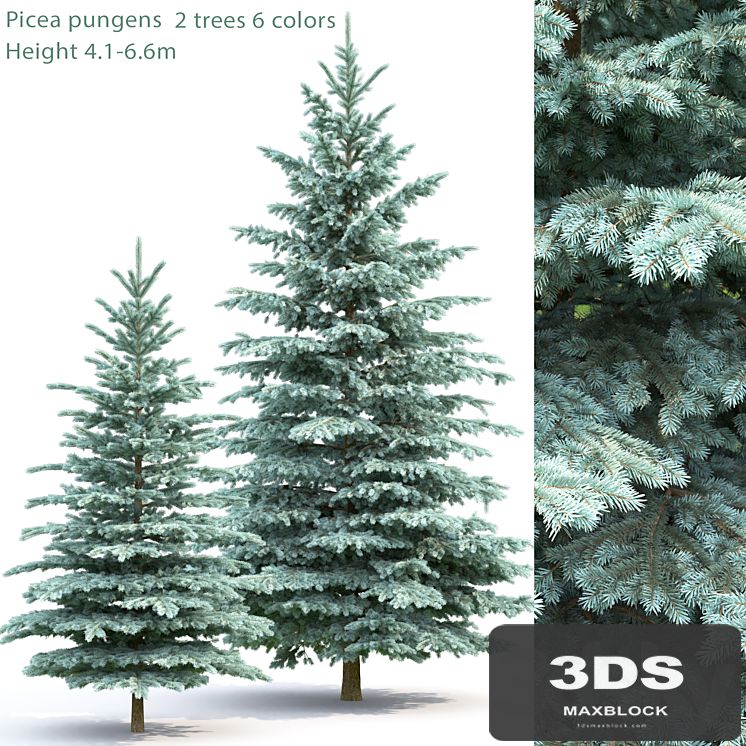 Spruce
