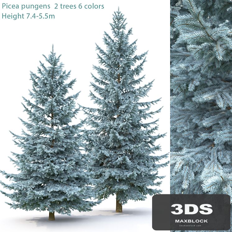 Spruce