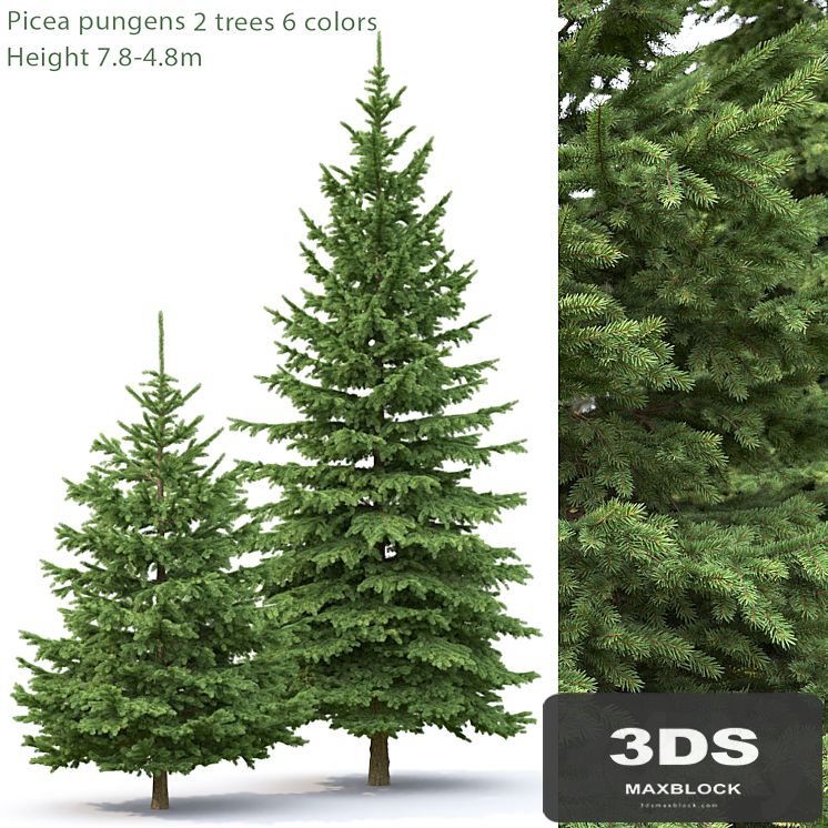 Spruce