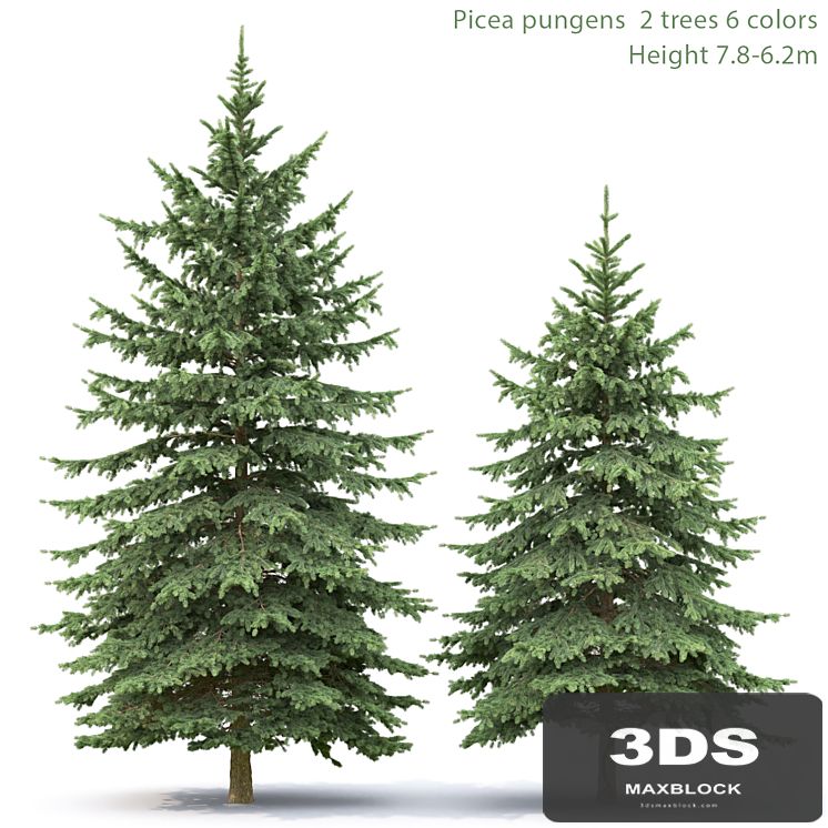 Spruce
