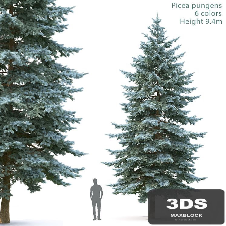 Spruce
