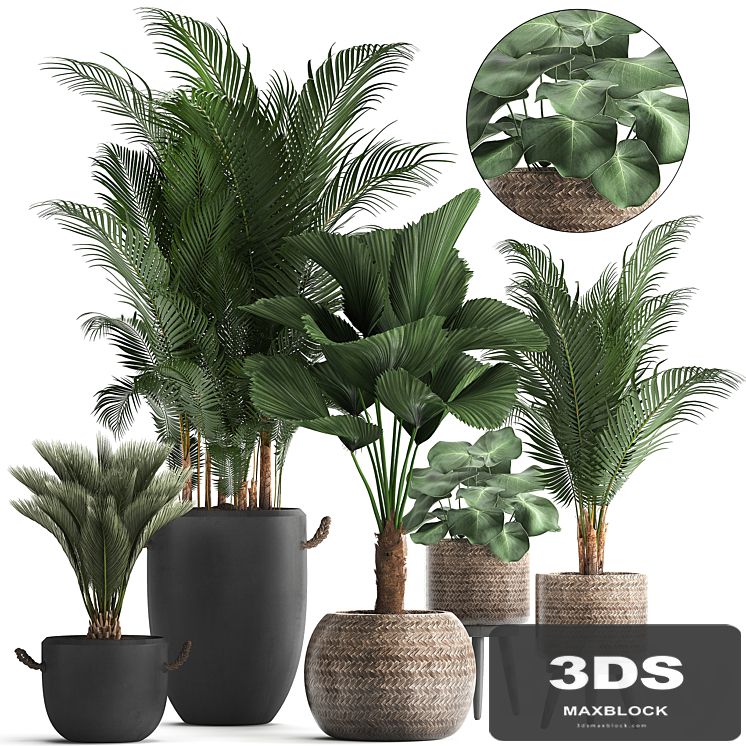 Collection of modern plants in black pots and baskets with Palm trees hovea, Likuala, loft. Set 422.