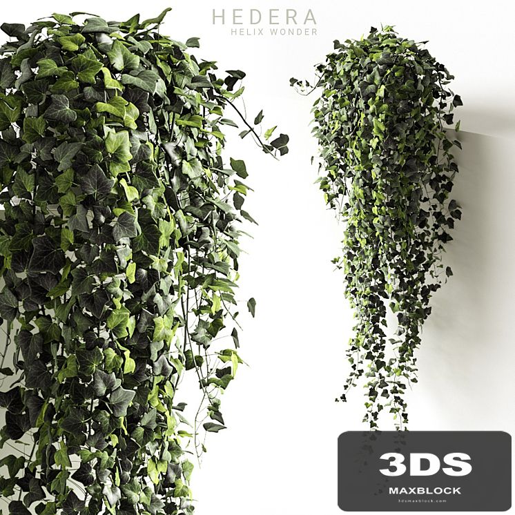 Hedera helix wonder long