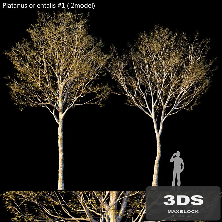 Platanus orientalis -Platanus acerifolia # 1