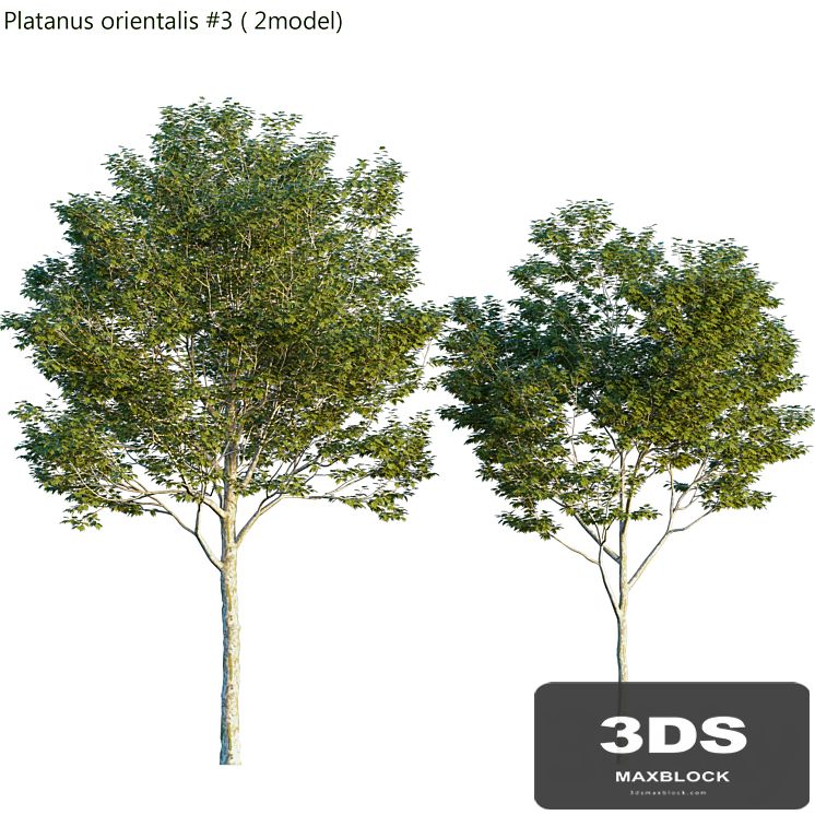 Platanus orientalis -Platanus acerifolia # 3