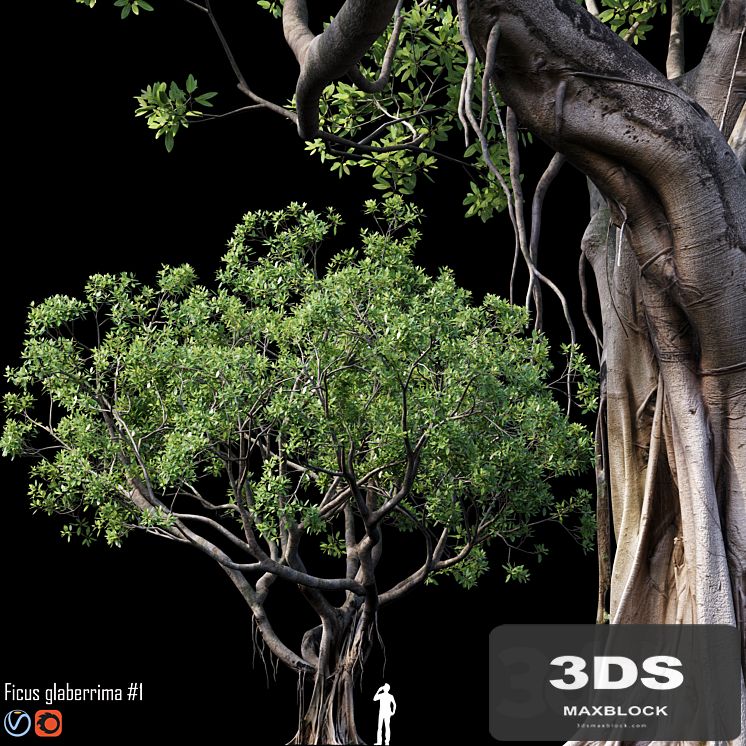 Ficus