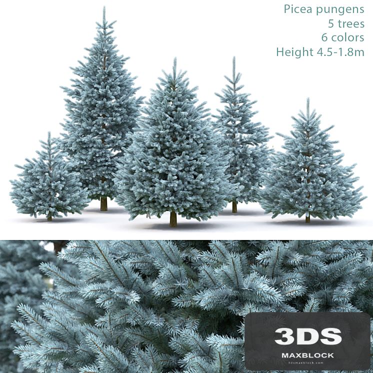 Spruce