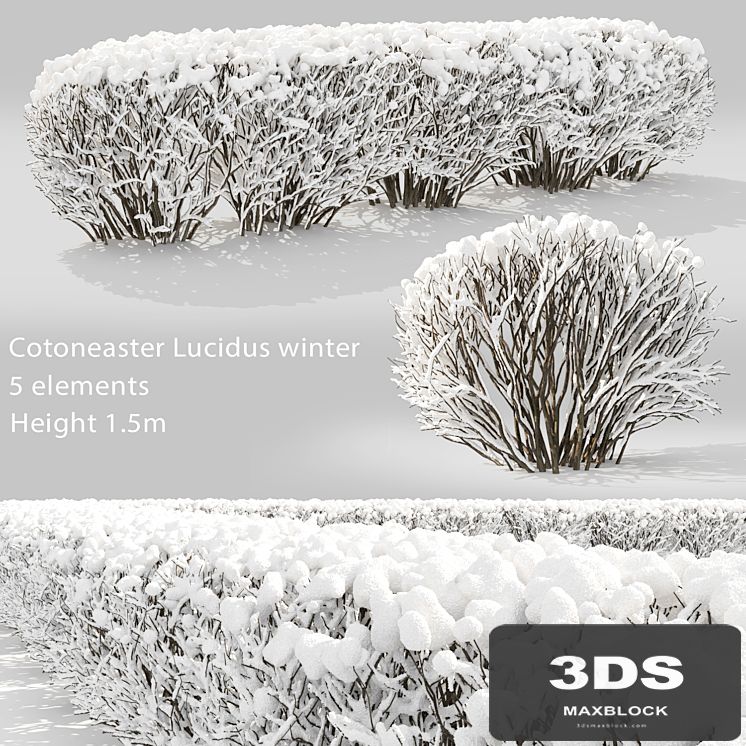 Cotoneaster winter