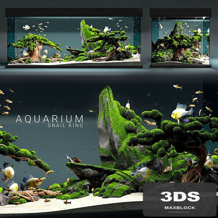 Aquarium snail king