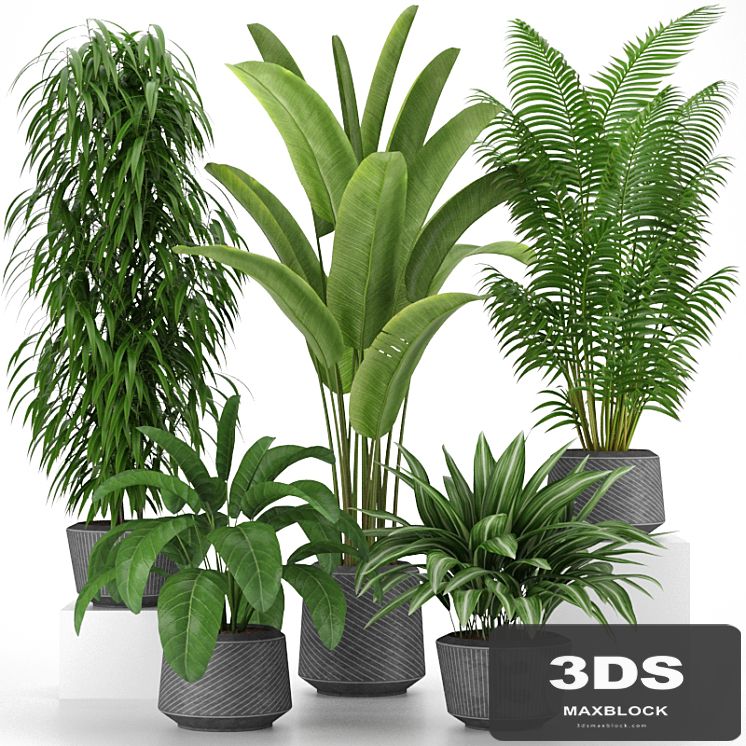 Plants collection 05