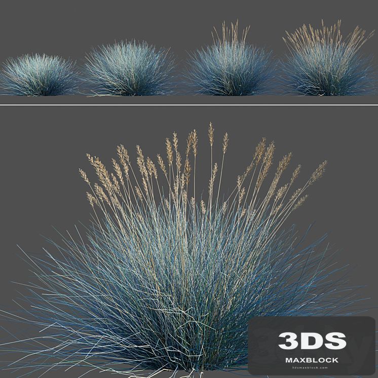Blue Fescue / Festuca glauca