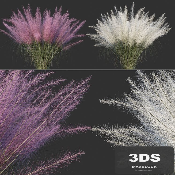 Muhlenberg hairy / Muhlenbergia capillaris
