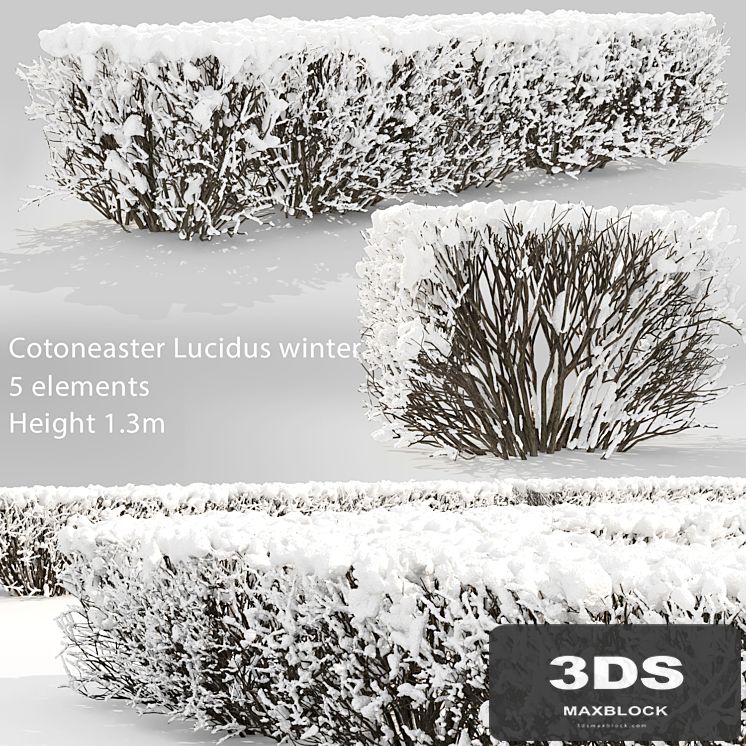 Cotoneaster lucidus. Winter hedge # 3
