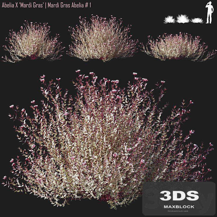 Abelia X Mardi Gras | Mardi Gras Abelia # 1