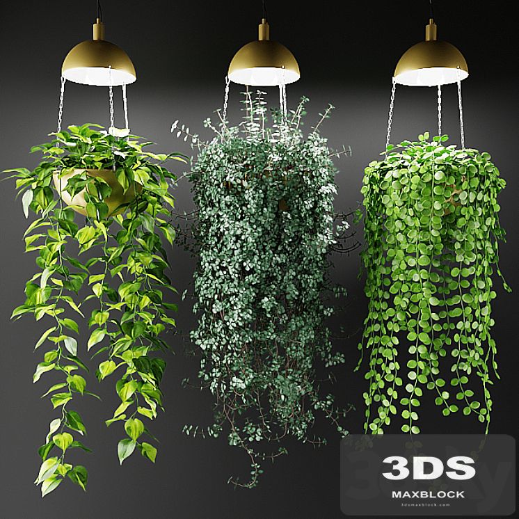 Ampel plants in a cache-pot with lamps