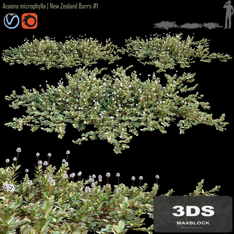 Acaena microphylla | New Zealand Burrs # 1