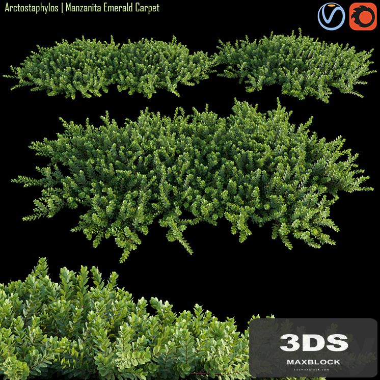 Arctostaphylos | Manzanita Emerald Carpet # 1