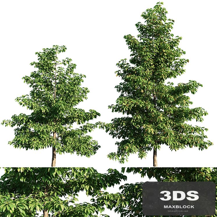 Nyssa sylvatica tree