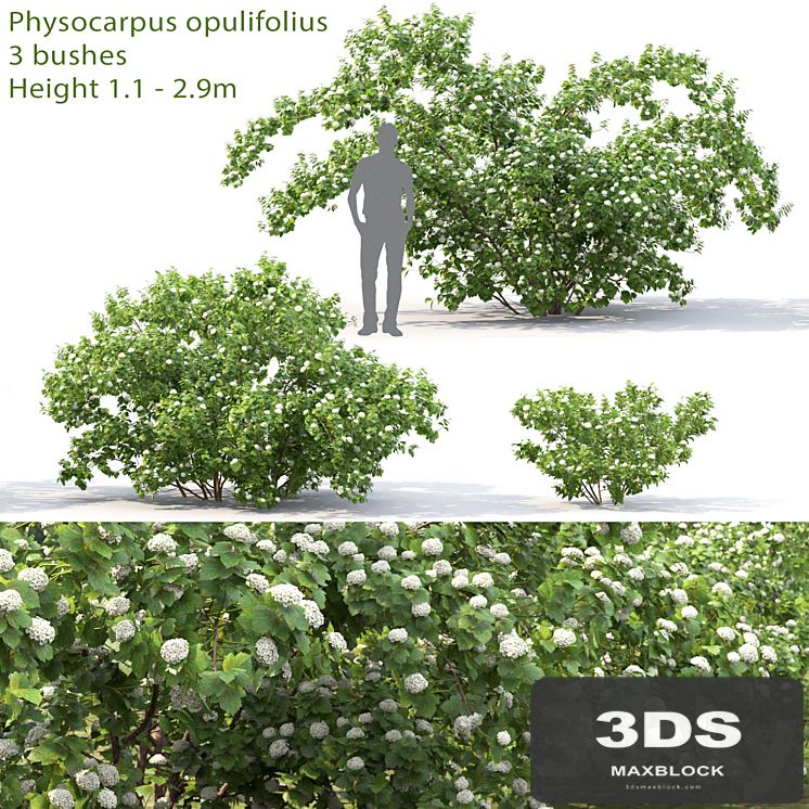 Physocarpus opulifolius # 1