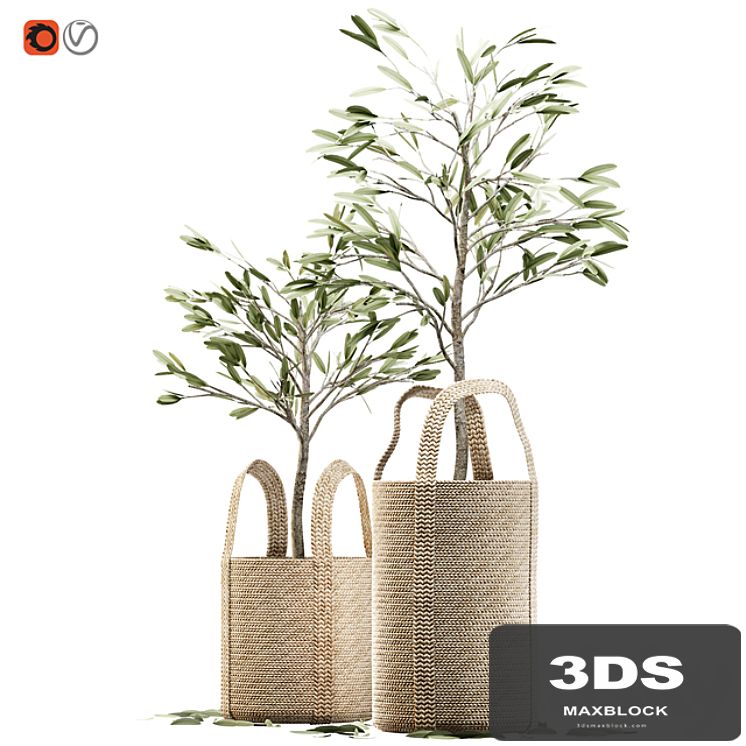 Wicker basket containing the delicate olive tree in pastel tones