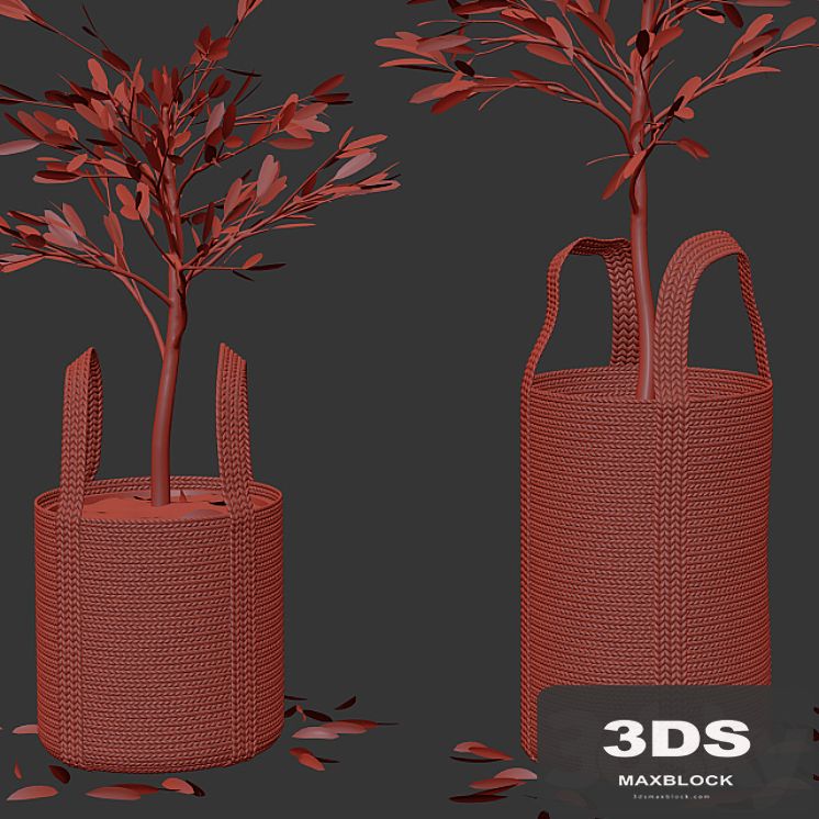 Wicker basket containing the delicate olive tree in pastel tones