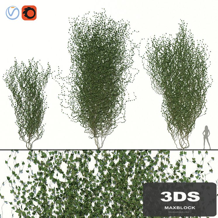 Ivy Wall 02