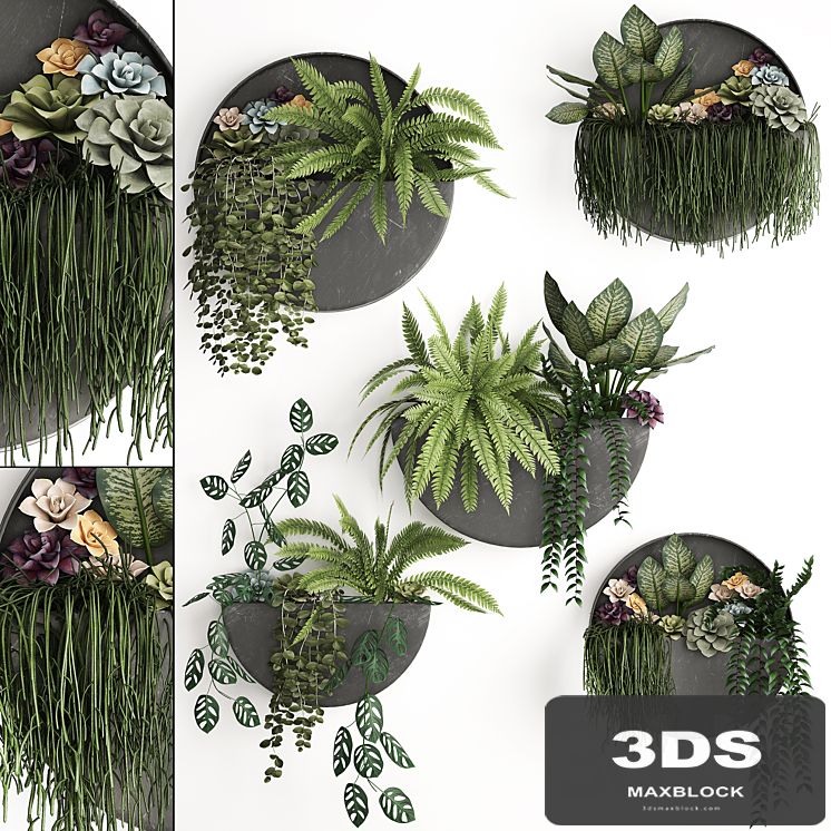 Vertical landscaping for the wall with a black metal shelf with Garden, Succulents, hanging plants, Ferns. Set 56