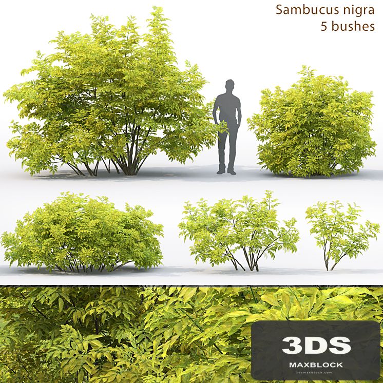 Elderberry | Sambucus nigra # 2