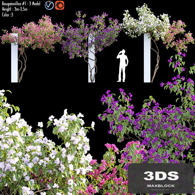 Bougainvillea 07