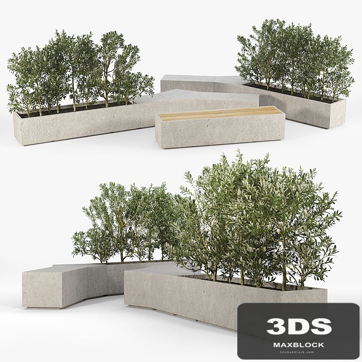BOX PLANTER Olea europaea 01