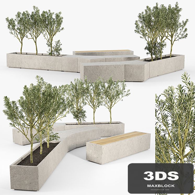 BOX PLANTER Olea europaea 02