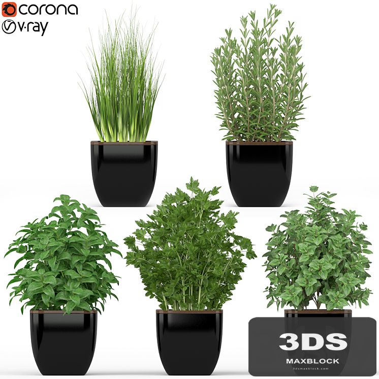 Plants collection 232
