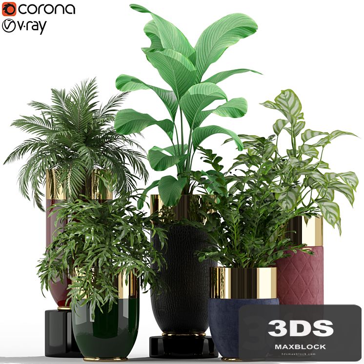Plants collection 233 Longhi godwin