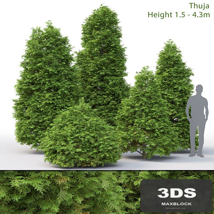 Thuja