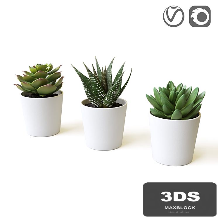 Succulents