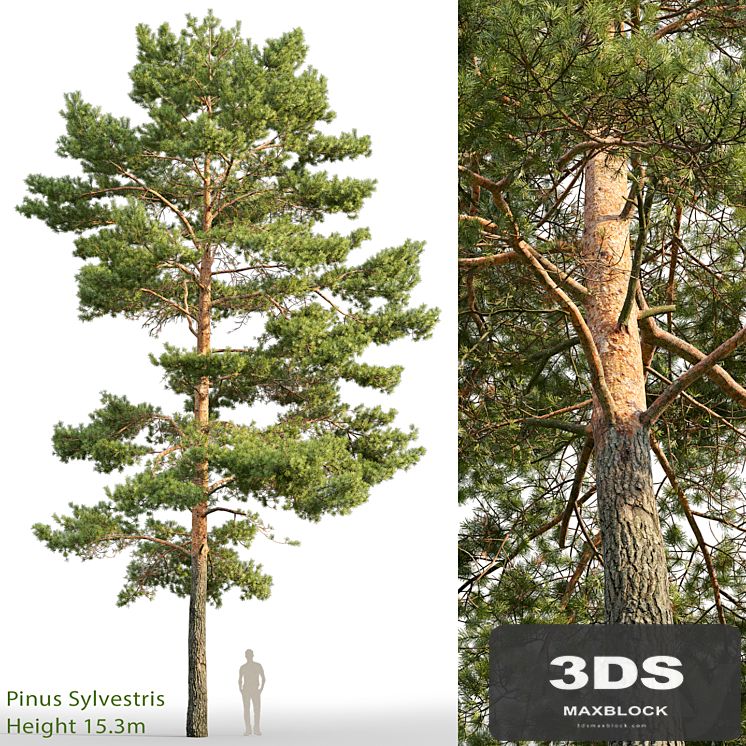 Pine