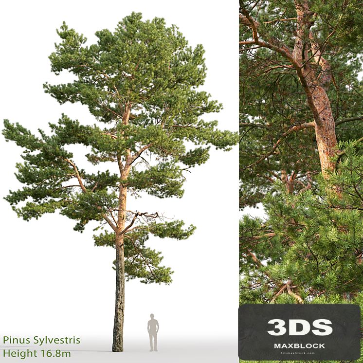 Pine
