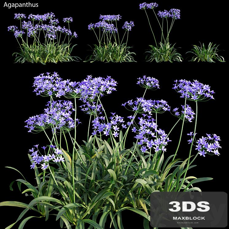 Agapanthus 03