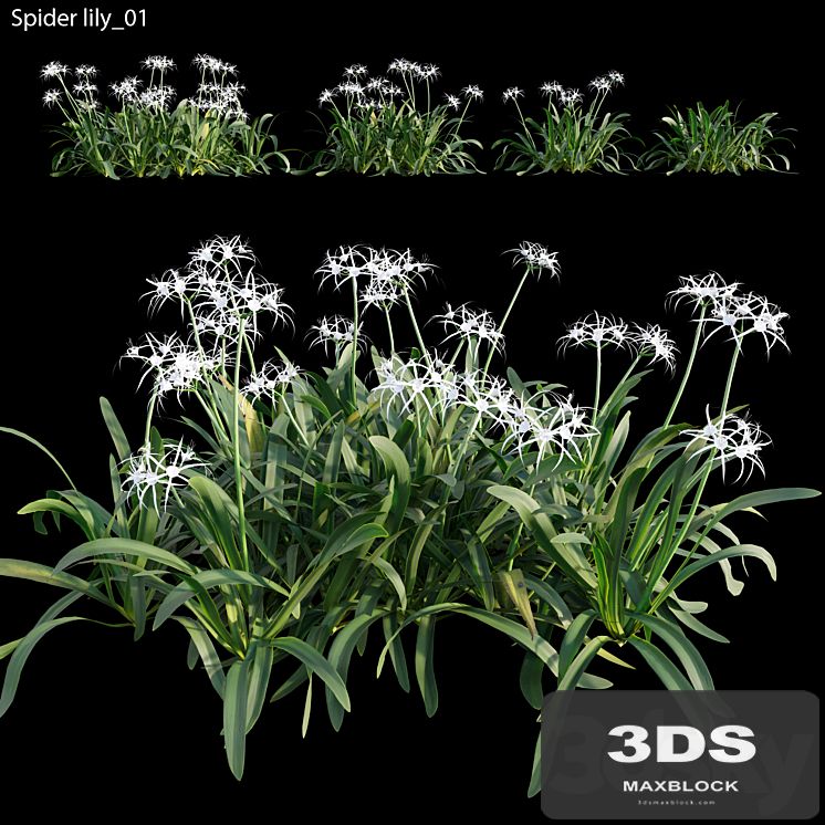 Hymenocallis americana -Spider lily