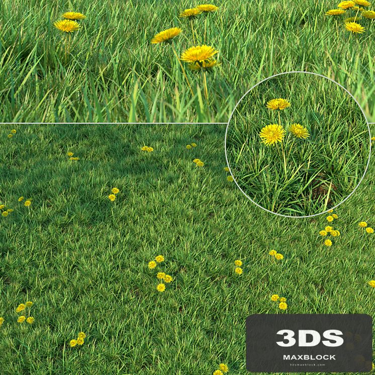 Grass for landscaping