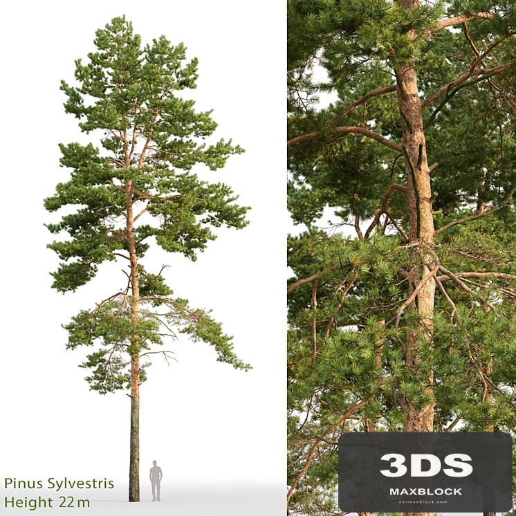 Pine