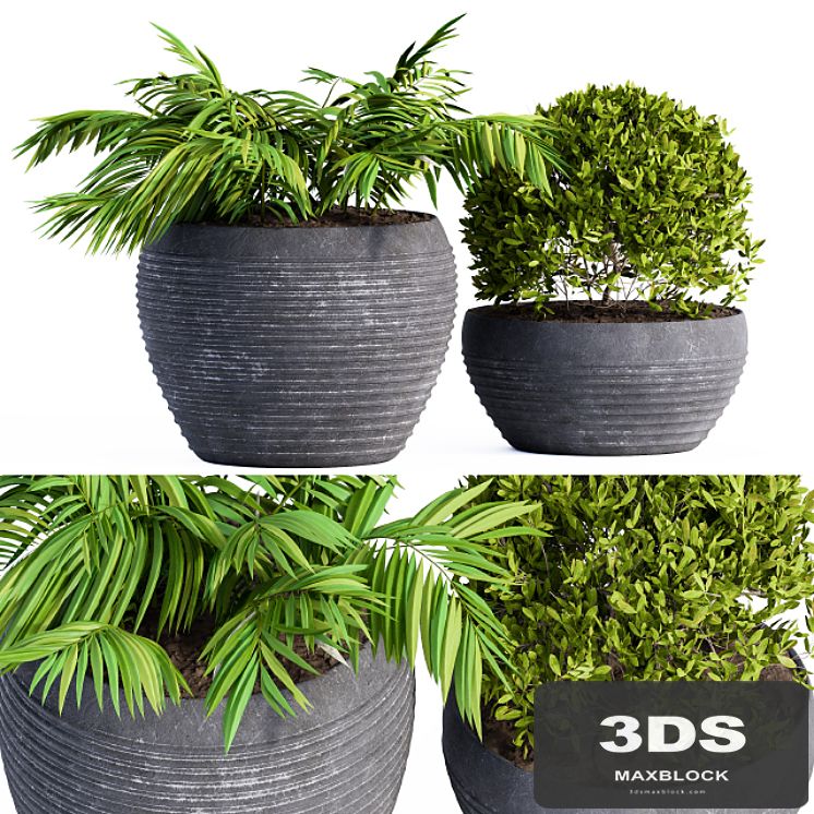 Outdoor Plants Black Pot