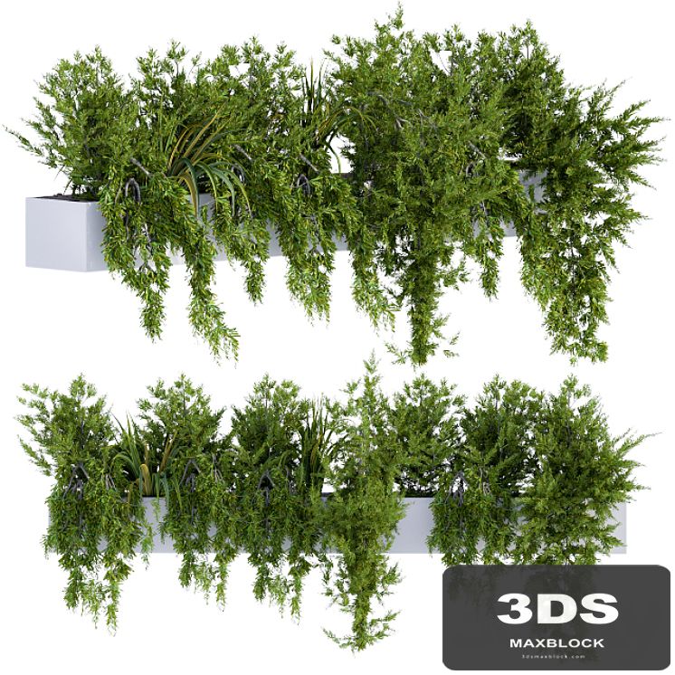 ivy plants in box