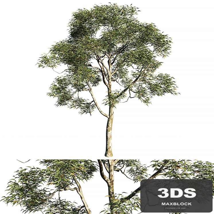 Eucalyptus saligna tree 02