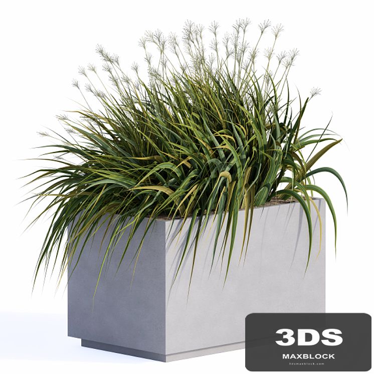 windy grass and Plants in Concrete Box