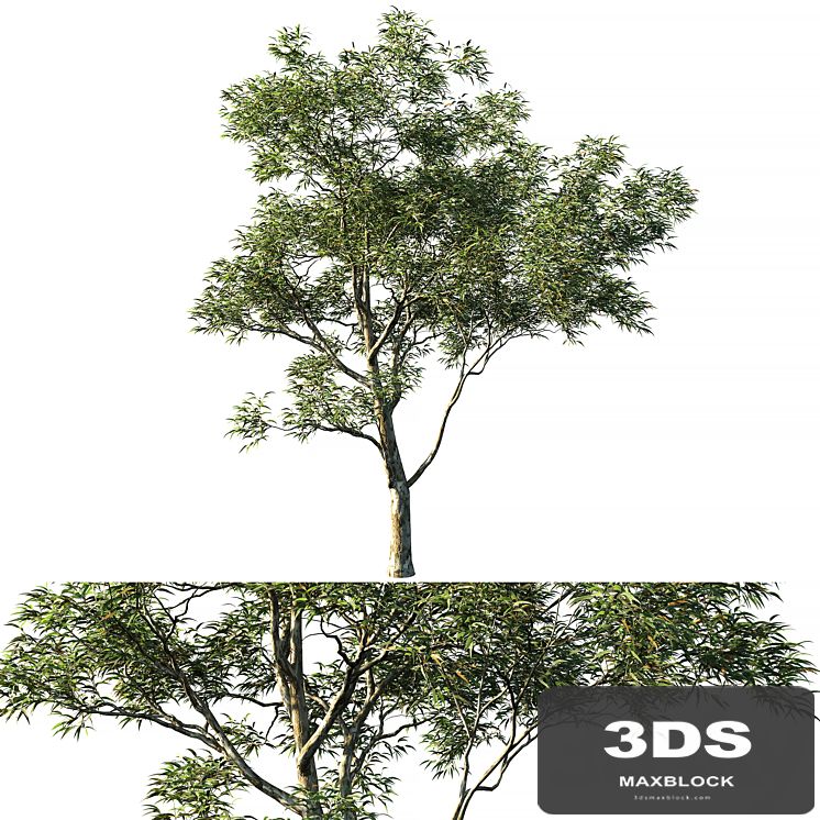 Eucalyptus saligna 03
