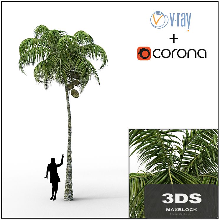 Palm