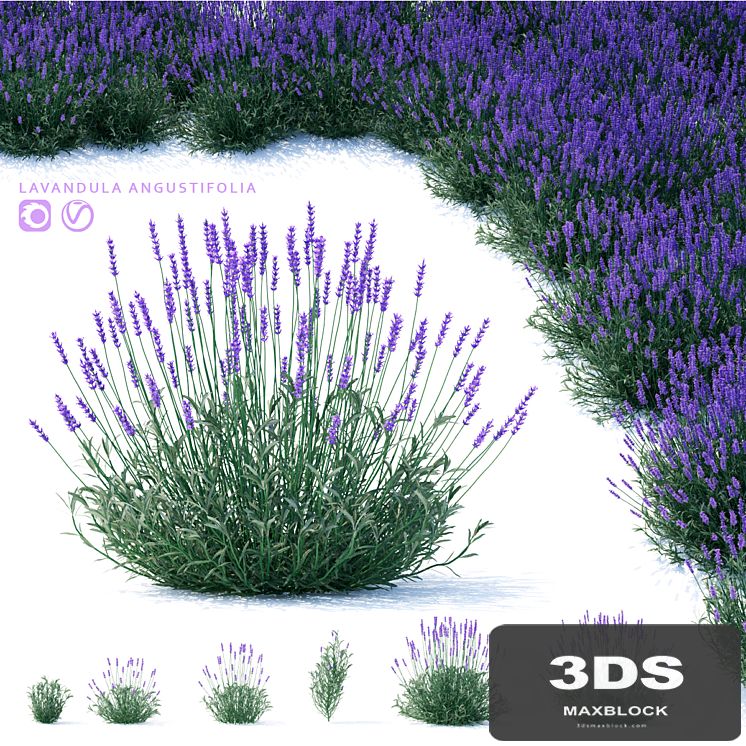 Lavender narrow-leaved flowers | Lavandula angustifolia