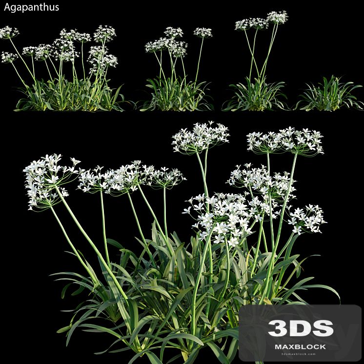 Agapanthus 02
